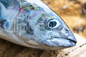 head of tuna fish