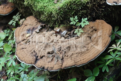 Baumpilz Tree fungus (Polyporus applanatus)