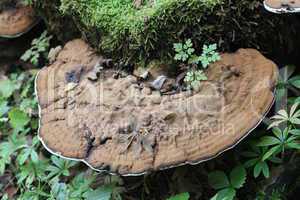 Baumpilz Tree fungus (Polyporus applanatus)