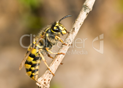 Large Wasp on thin branch