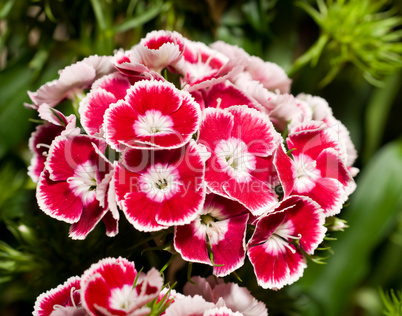 Beautiful carnation or pink flowers