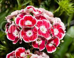 Beautiful carnation or pink flowers