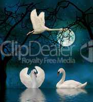swans in the moonlight