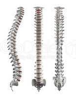 Detailed spine with Intervertebral discs - clipping path