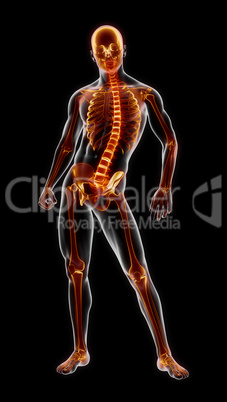 Human Full Skeleton Medical Scan