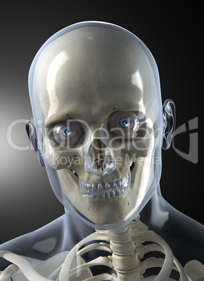 Male Human Head X-ray Front view