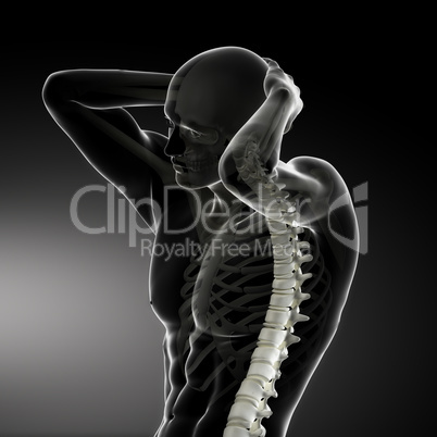 Male Body Backbone Scan