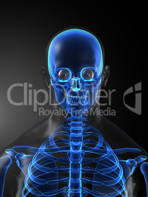 Human Skeleton Medical Scan