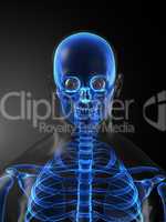 Human Skeleton Medical Scan