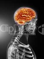 Human Brain Medical Scan