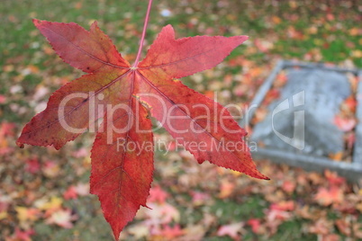 Tombstone and autumn leaf