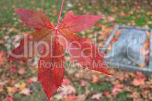 Tombstone and autumn leaf