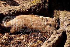young wild boars
