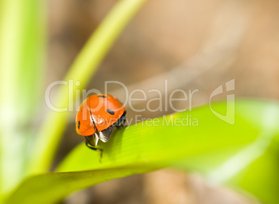 Closeup of ladybirds back on grass