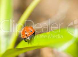 Closeup of ladybirds back on grass