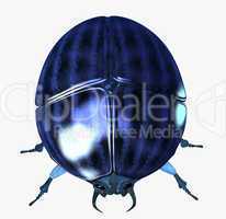 Scarab