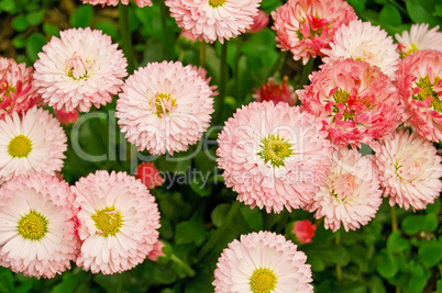 Pink daisies