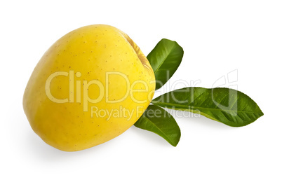 Yellow apple with leaves