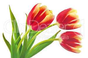 Yellow-red tulips
