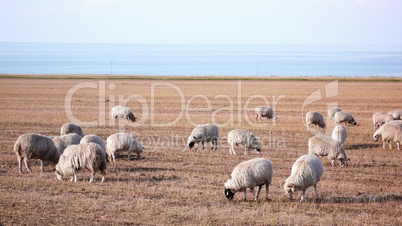 Sheep on grassland