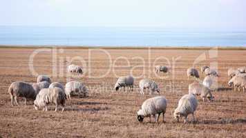 Sheep on grassland