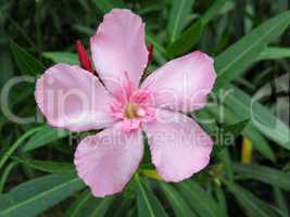 Pink oleander flower