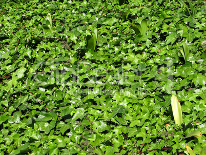 green leaves of ivy