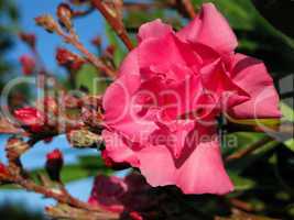 Pink oleander flower