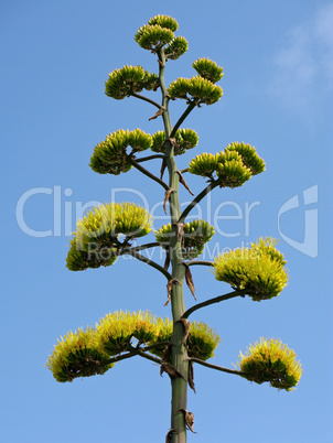 Agave inflorescence