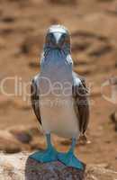 blue-footed booby