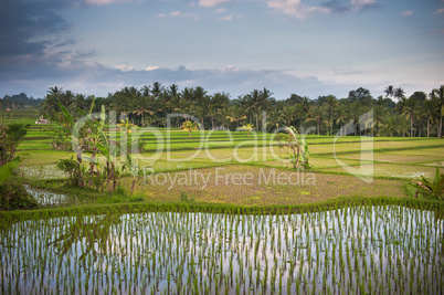 rice terraces of bali, indonesia