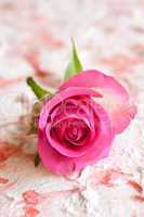 Pink rose