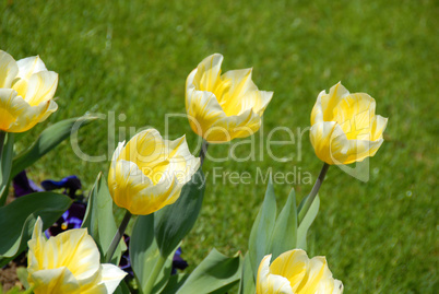 Yellow tulips