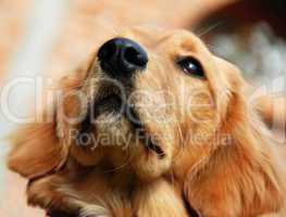 Golden retriever nose