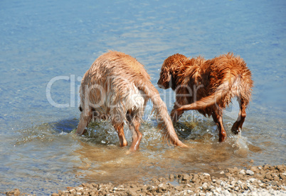 Golden retrievers bathing