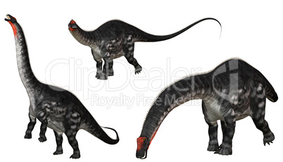 Apatosaurus