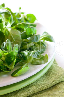 frischer Feldsalat / fresh corn salad