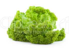 Lollo Bionda Salat / fresh lettuce