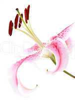 einzelne Lilie / one lily