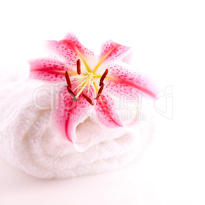 Handtuch und Lilie/ towel and lily