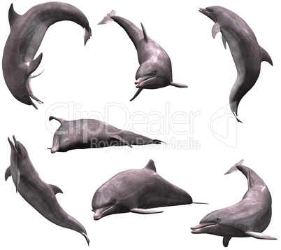 Dolphins