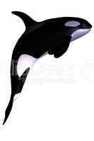 killer whale