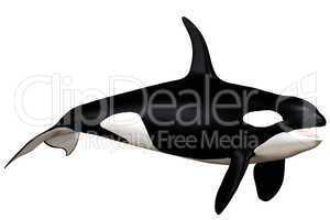 killer whale