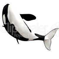 killer whale