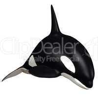 killer whale