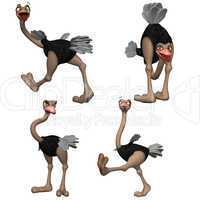 Ostrich