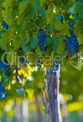 grape bunch, very shallow focus