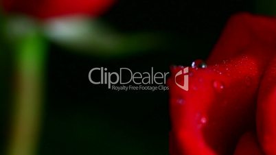 red roses with drops close-up