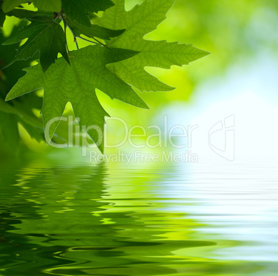 green leaves reflecting in the water, shallow focus