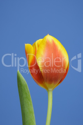 Tulpe